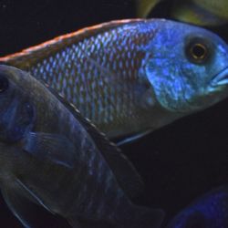 Fish Frenzy - Lwanda Peacock & Buccochromos Nototaenia