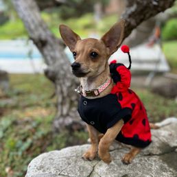 Canine Path - Pet Training Near Me - Henderson , Nevada