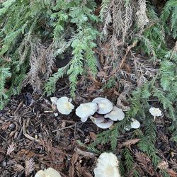 Stow Grove Park - For budding mycologists of Goleta, Stowe Grove is the place!
