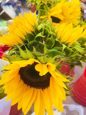 Cape Coral Farmers Market by null