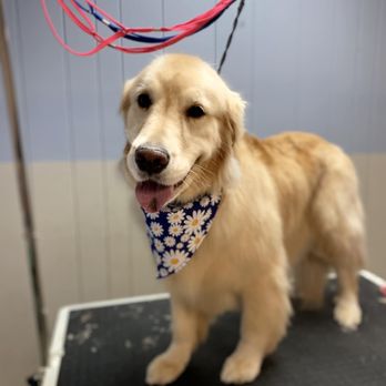 Bandit's Doggie Spa - Pet Groomers Near Me - Spring Valley, Illinois Bandit's Doggie Spa - Pet Groomers Near Me - Spring Valley, Illinois