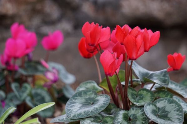 Oak Park Conservatory by null