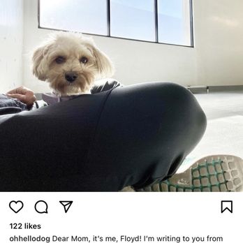 Oh Hello Dog - Pet Boarding Near Me - Los Angeles, California Oh Hello Dog - Pet Boarding Near Me - Los Angeles, California