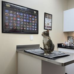 Kingstowne Cat Clinic