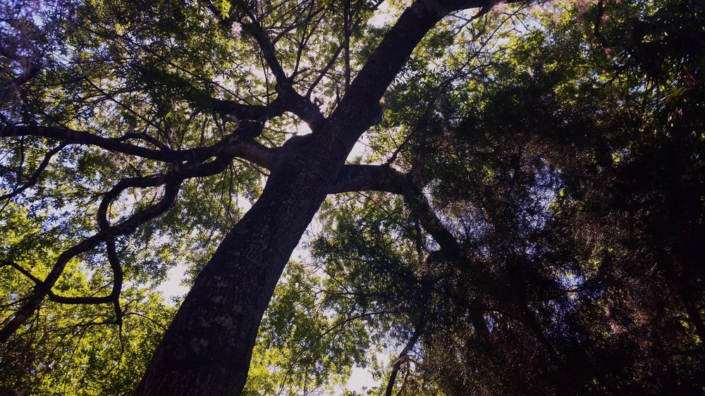 JUNIPER SPRINGS CANOE RENTALS Updated September 2024 26701 E