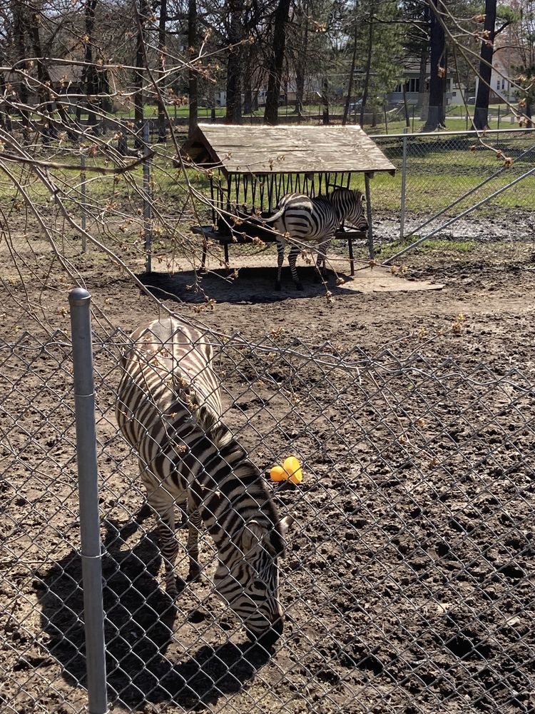 Pine Grove Zoo
