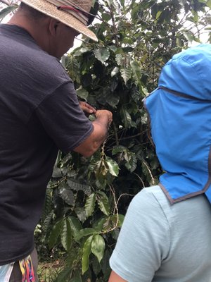 Sandra Farms Coffee by null