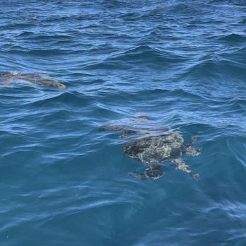 Na Pali Experience - Sea turtles! - Boating Near Me - Kekaha, Hawaii Na Pali Experience - Sea turtles! - Boating Near Me - Kekaha, Hawaii