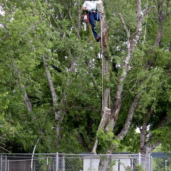 J & J Tree Care Professionals - Tree Services Near Me J & J Tree Care Professionals - Tree Services Near Me