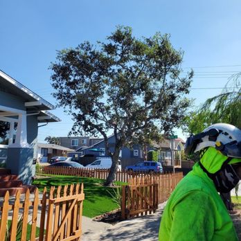 Angel Tree Care - Tree Services Near Me Angel Tree Care - Tree Services Near Me