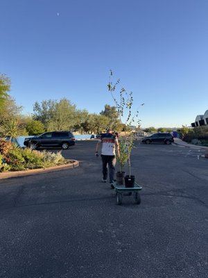 Civano Nursery - Retail Location by null