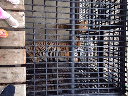 Davao Riverfront Crocodile Park & Zoo by null