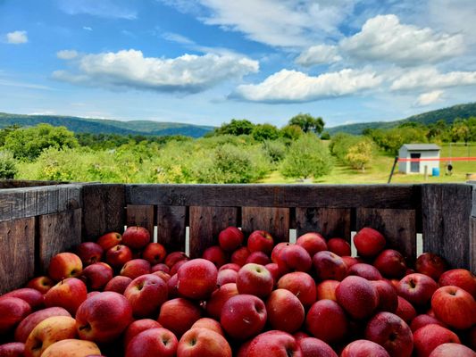 Stribling Orchard by null