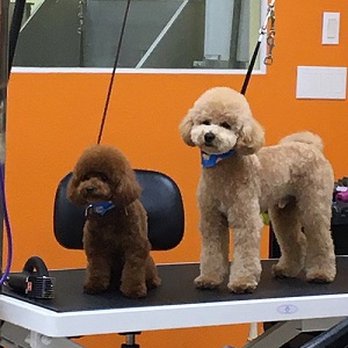 Hello Kim's Grooming - Charlie & Barney, The regulars.  We just love her!!!!!! - Pet Groomers Near Me - La Mirada, California
