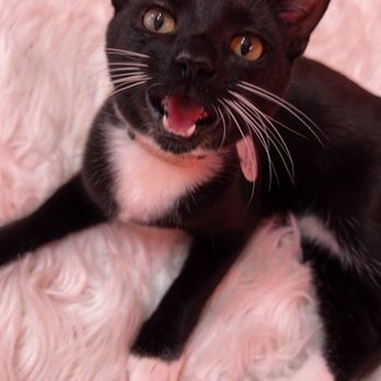 Cats and Caffeine - Kitten - Coffee & Tea Near Me - Tampa Bay, Florida Cats and Caffeine - Kitten - Coffee & Tea Near Me - Tampa Bay, Florida