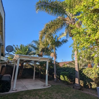 Palms Tree Care - Before - Tree Services Near Me Palms Tree Care - Before - Tree Services Near Me