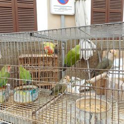 Dienstags-Mercado in Arta