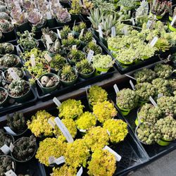 SummerWinds Nursery - Dublin - Succulents