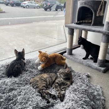 Cat & Craft - Coffee & Tea Near Me - Vista, California Cat & Craft - Coffee & Tea Near Me - Vista, California