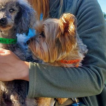 Pet Paradise Jacksonville University - Piper made a friend. - Pet Training Near Me - Jacksonville, Florida