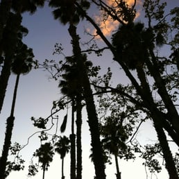 I loved the palm trees! I loved the palm trees!