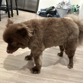 Petco - No wonder they didn't want to show me her before I checked out, completely butchered her coat. - Pet Groomers Near Me - Spring, Texas