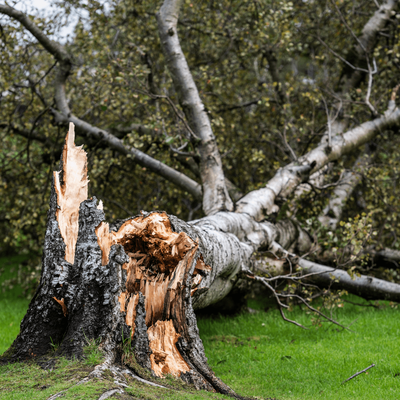 Emergency Tree Services - Our 24/7 emergency tree services address urgent tree-related issues with expertise and swiftness. Whether it's storm damage, fallen trees, or hazardous conditions, we'll be there to minimize damage and support the safety of your property and loved ones. Emergency Tree Services - Our 24/7 emergency tree services address urgent tree-related issues with expertise and swiftness. Whether it's storm damage, fallen trees, or hazardous conditions, we'll be there to minimize damage and support the safety of your property and loved ones.