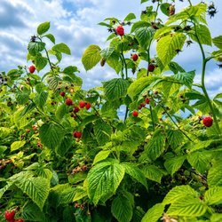 Raspberries