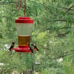 Humming birds next to our table.