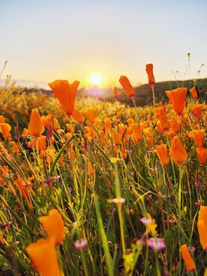 Walker Canyon by null