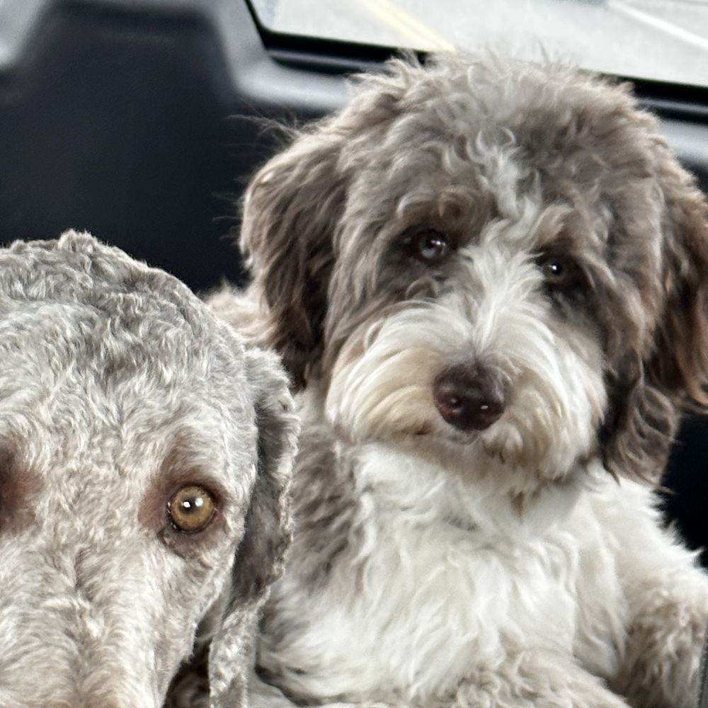 Planned Pethood International - Our puppies on the way to see Dr. Jeff Planned Pethood! - Veterinarians Near Me - Conifer, Colorado Planned Pethood International - Our puppies on the way to see Dr. Jeff Planned Pethood! - Veterinarians Near Me - Conifer, Colorado