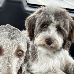 Our puppies on the way to see Dr. Jeff Planned Pethood! Our puppies on the way to see Dr. Jeff Planned Pethood!