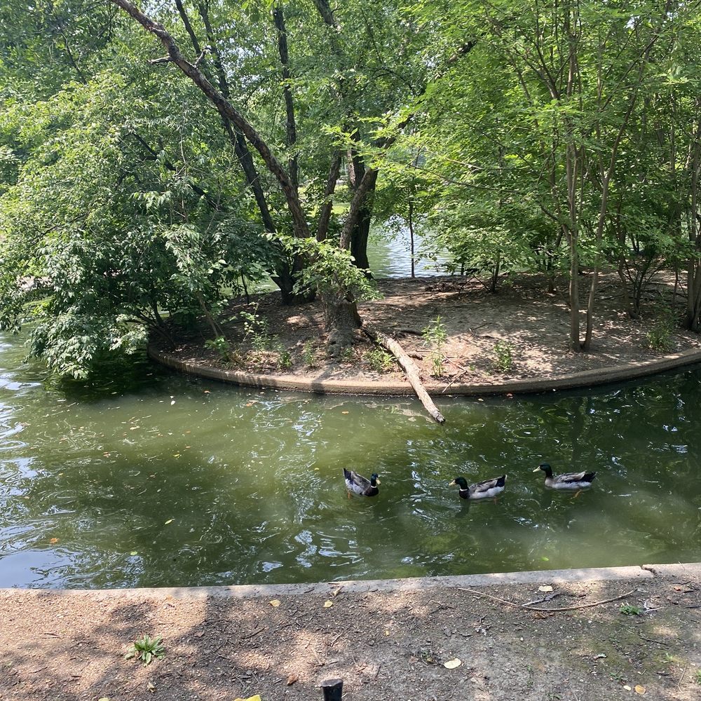 Pond and ducks Pond and ducks