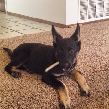 1 Love Dog Rescue - 4 days after adoption! - Pet Adoption Near Me - Auburn, California