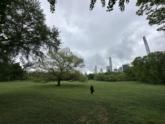 Sheep Meadow by null