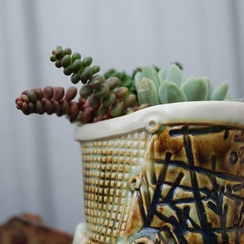 Thicket - Nurseries & Gardening Near Me - Portland, Oregon