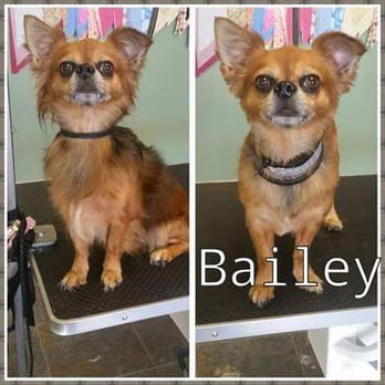 Around Town Grooming Ltd - I didn't realize he looked this bad! Thanks Chrissy! - Pet Groomers Near Me - Orland Park, Illinois Around Town Grooming Ltd - I didn't realize he looked this bad! Thanks Chrissy! - Pet Groomers Near Me - Orland Park, Illinois
