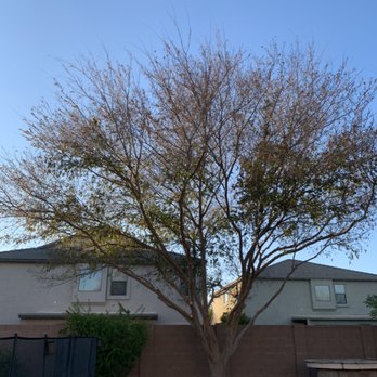 Changos Trees - After - Tree Services Near Me Changos Trees - After - Tree Services Near Me
