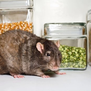 Go2-Pros Pest Control - Pest Control Near Me - Dayton, Ohio Go2-Pros Pest Control - Pest Control Near Me - Dayton, Ohio