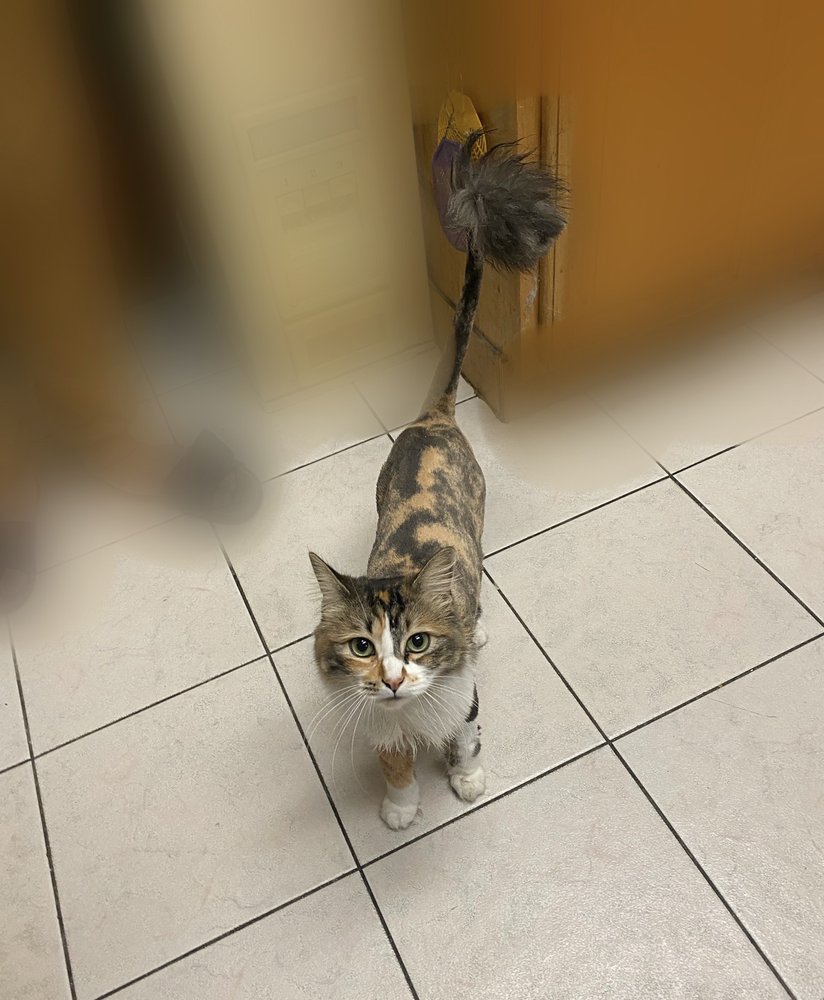 PRIDE MOBILE PET GROOMING Updated September 2024 135 Photos & 266