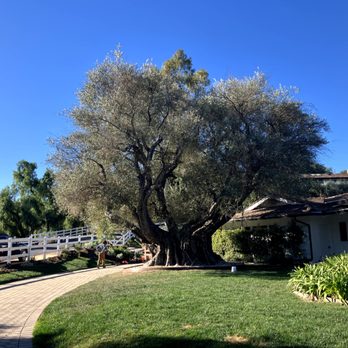 LB Holistic Tree - Look at this Olive. I wish the insurance company would leave it alone. - Tree Services Near Me - Long Beach, California