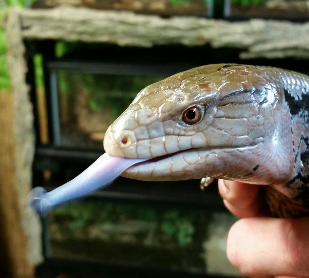 SUPE’S EXOTIC JUNGLE Updated October 2024 29 Photos Fenton, Michigan Zoos Phone Number