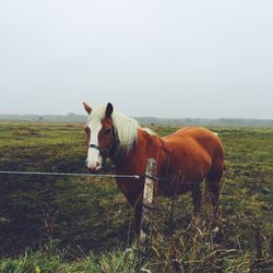 Kongelunden Skov