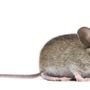 Photo of Sentry Pest Control