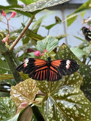 Cockrell Butterfly Center by null
