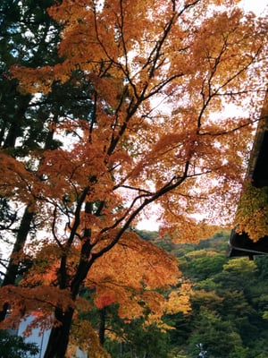 Matsuzakaya Honten by null