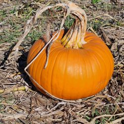Powell Pumpkin Patch