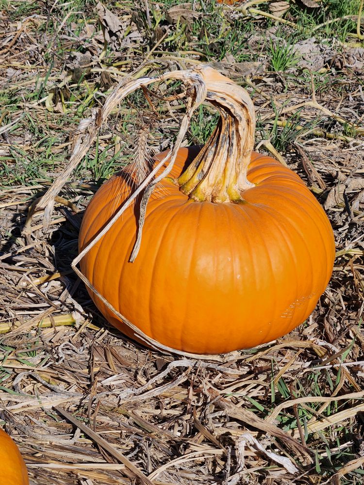 Powell Pumpkin Patch