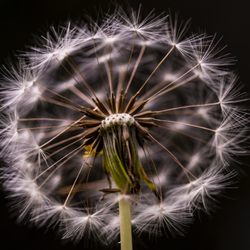 Avant Allergy