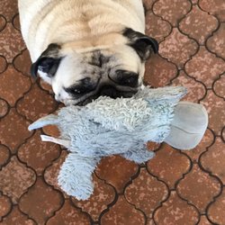 MITY Tails Pet Services - Love my Blue dog!